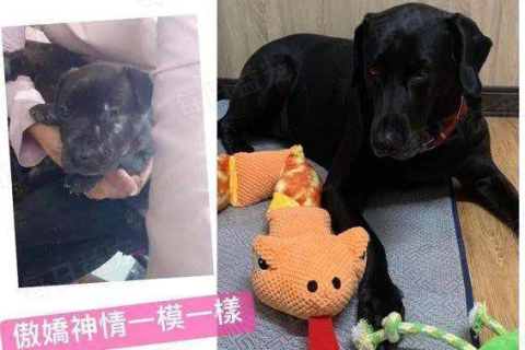 梦境解析，梦见两只狗跑进家里拉了好多屎的深层含义