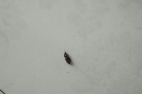 梦见虫子咬的我不放追着咬我我把虫子打死了，梦境背后的深层解析与心理启示