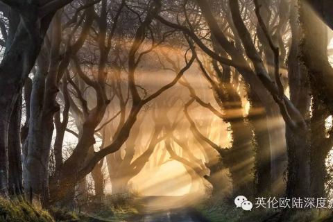 梦境解析，为何会梦到杀死一只鹿？探索深层含义与心理暗示