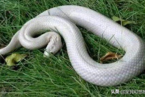 梦见我踩死一对白色的大蛇后大蛇生出一对小白蛇，梦境背后的深层含义与解析