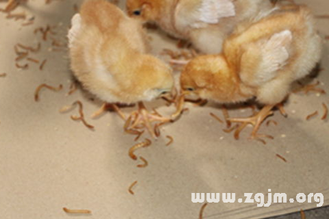 梦见鸡死了，解读梦境背后的深层含义