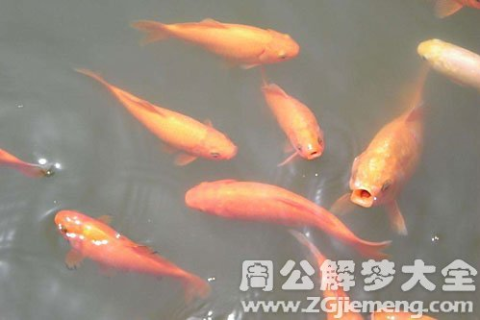 周公解梦，梦见捞到许多鱼，寓意富贵有余，好运连连