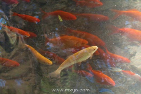 梦见很多鱼从大河里游上岸边我逮到很多鱼，探索梦境中的富饶与收获