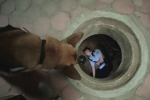 梦境探秘，梦见我与家犬共赴下水道深渊的深层寓意