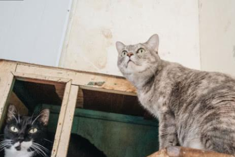 女人梦见猫，不祥之兆的深层解析与梦境启示