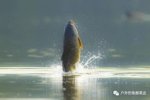 梦境解析，梦见河里鱼群隐现，水干鱼失，复有水则鱼现