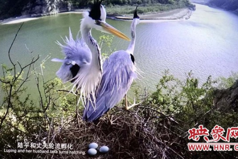 梦境的启示，从一塘活鱼到死鱼的隐喻