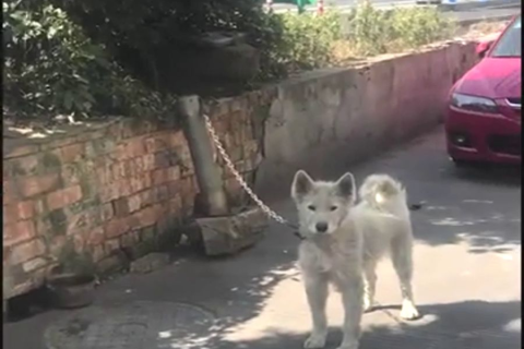 梦境中的深情重逢，解读梦见两只久别重逢的狗狗相拥而泣的寓意