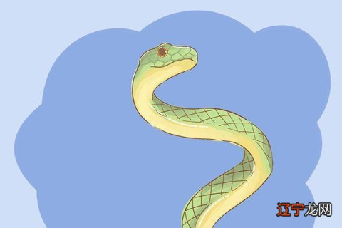 梦境解析，两条大蟒蛇的纠缠与分离