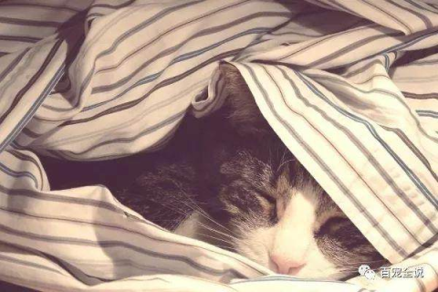 昨天做梦梦见我的猫，你猜它对我说了什么？一场关于梦境与宠物的奇妙邂逅