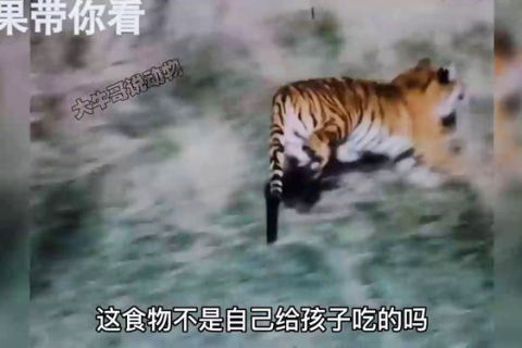 梦境中的勇者，梦见被老虎追，却成功砍下其双爪的深层解析