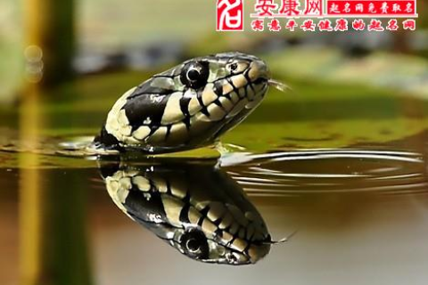 梦境中的生死较量，解析梦见蛇被我杀死了还用棺材装起埋的深层含义