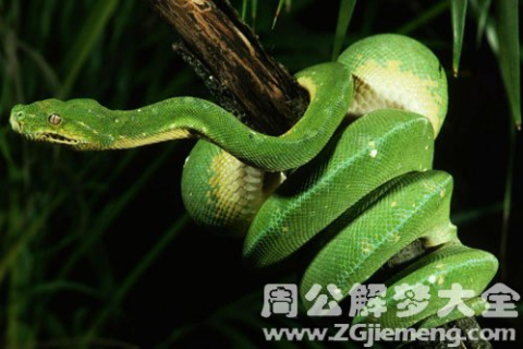 梦见有人抱着蛇，梦境背后的深层含义与心理解析