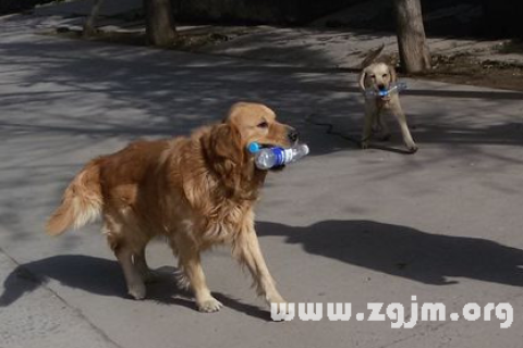 梦见狗咬我我把狗打死了好不好，梦境背后的深层解析与心理启示