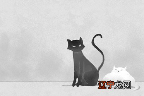 梦见一只怀孕的黑猫，神秘而富有寓意的梦境解析