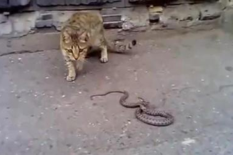 梦见猫叼着蛇，探索梦境背后的深层含义