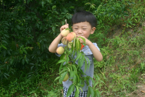 梦见桃树结满果实，寓意与解读
