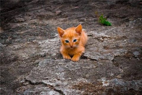 梦见被猫抓伤身体，解读梦境中的隐秘信息