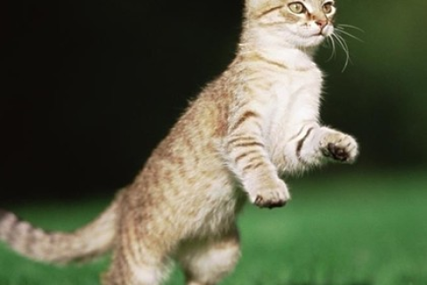 梦境解析，做梦梦到猫跟着走，寓意与解析