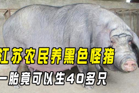 梦见搬家落下一头猪很久才想起，预示生活变化与自我反省