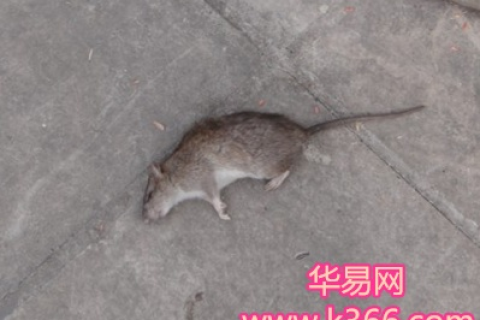 梦境解析，为何会梦到小老鼠在床上？