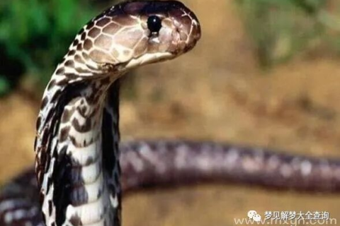 解析梦境中的双重威胁，为何频繁梦见被蛇与狗咬伤？