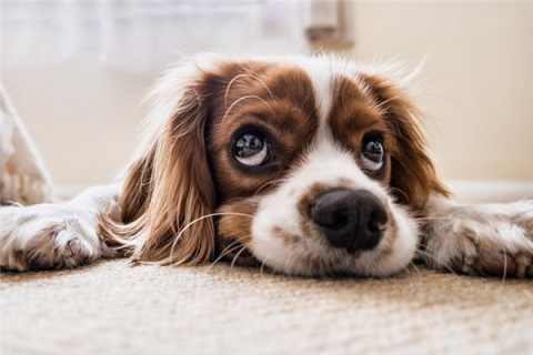 孕妇梦境中的黑白犬群，解读潜在寓意与心理暗示