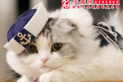 梦见被猫咬出血怎么办，解读梦境背后的深层含义与应对策略