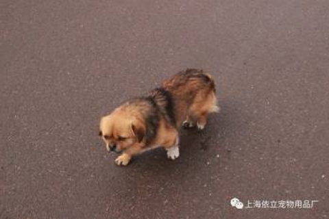梦见狗咬出血感觉疼，公解梦与心理分析