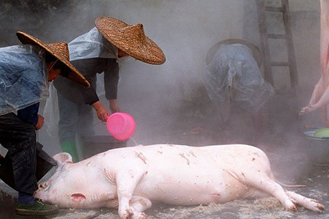 做梦梦到老公给人家杀猪是啥意思，探索梦境背后的深层含义