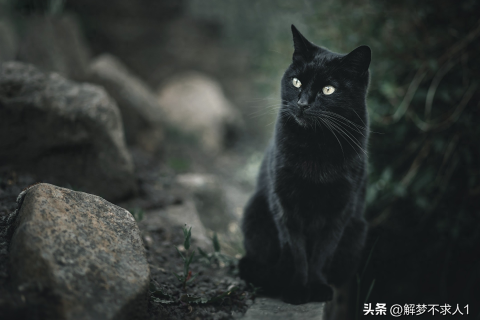 梦境与现实的交织，一只大黑猫进门的寓意及解梦分析