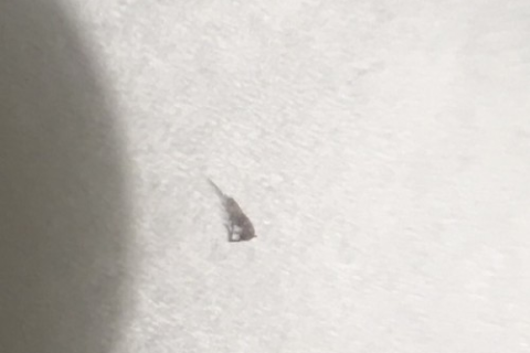 最近老是梦见厕所里的蛆，解析梦境背后的深层含义与心理暗示