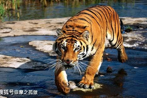 梦境中的勇者，解读做梦梦到老虎朝在我面前跳出来不过我躲开了