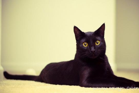 梦见黑猫，神秘与转变的预兆
