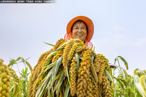 梦见大堆小米，寓意丰收与富足的梦境解析