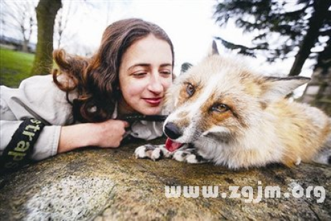 梦境解析，梦见他人之犬攻击，自我守护之犬反击取胜