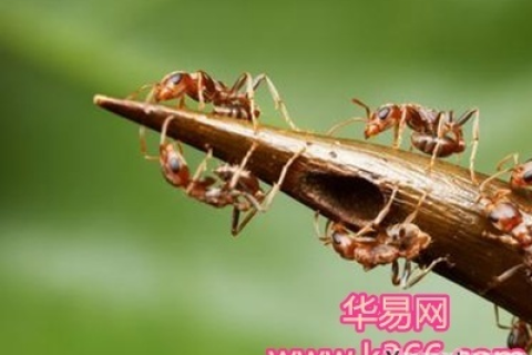 梦境解析，晚上做梦梦见好多蚂蚁的象征意义与心理暗示