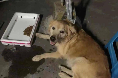 梦境中的挣扎与释放，解析梦见被狗咬住不放后来我把狗打死的深层含义