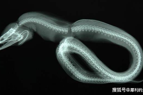 梦境解析，从脖子里抓出蛇——深层心理暗示与情绪释放