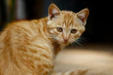 梦见自己爱人变成猫，探索梦境背后的深层含义