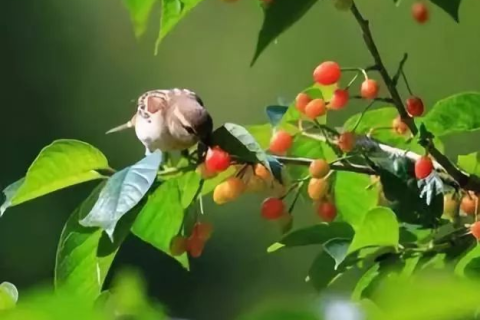 梦见喜鹊飞走了，预兆与解读的深层含义