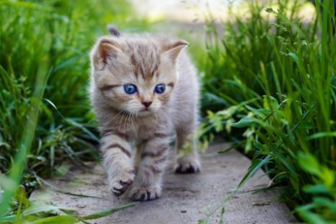 做梦梦见很多猫怎么回事猫还很凶，探索梦境中的神秘动物与心理暗示