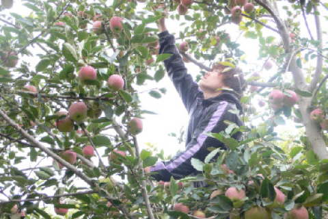 梦见全家人在吃苹果，家庭和谐与幸福生活的象征