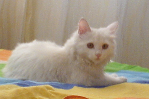 周公解梦，梦见被猫咬的深层含义与预兆