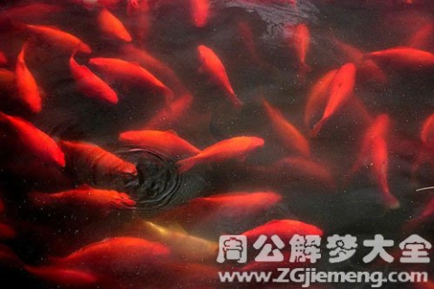 做梦梦到很多很多的鱼，探索梦境背后的深层含义