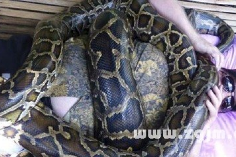 梦见两条蛇其中一条蛇把另外一条咬死死了，梦境背后的深层含义与解析