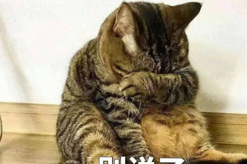 梦境解析，今天睡觉梦到一只猫