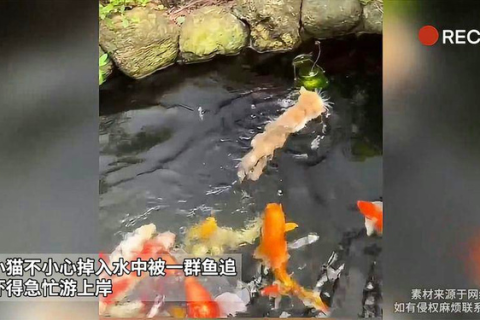 梦见青蛇水中游，脚未咬却预兆何？