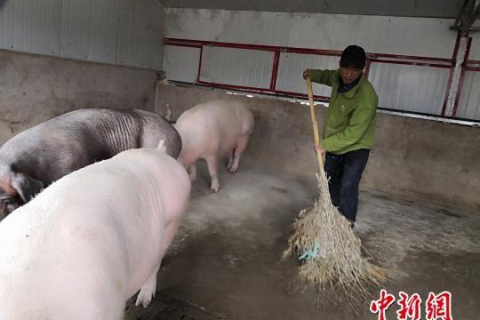 梦境解析，为何梦见猪生了78只小猪？探索梦境背后的深层含义与启示