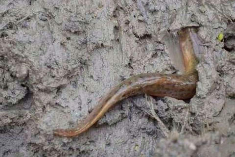 梦见成堆的泥鳅全长在高大的树上，解读梦境中的奇异景象